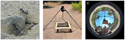 The Role of Celestial Compass Information in Cataglyphis Ants during Learning Walks and for Neuroplasticity in the Central Complex and Mushroom Bodies